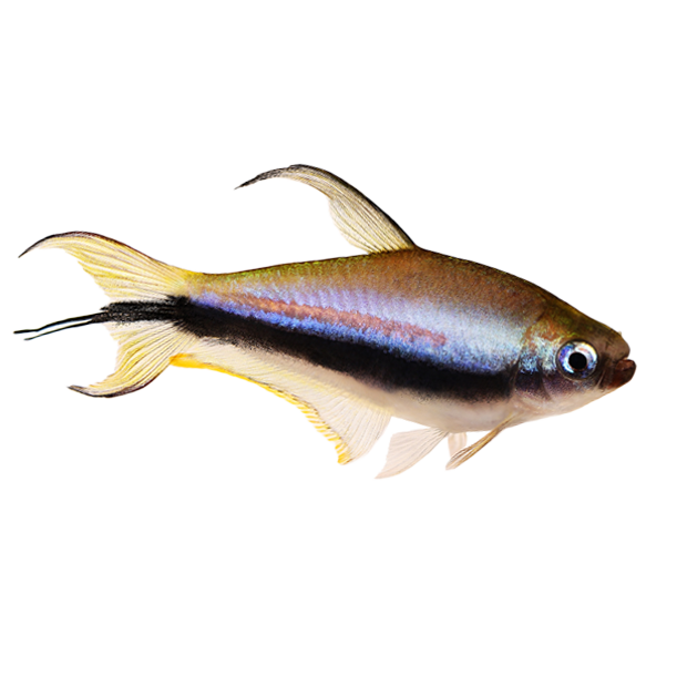 Imagem do peixe Tetra Imperador